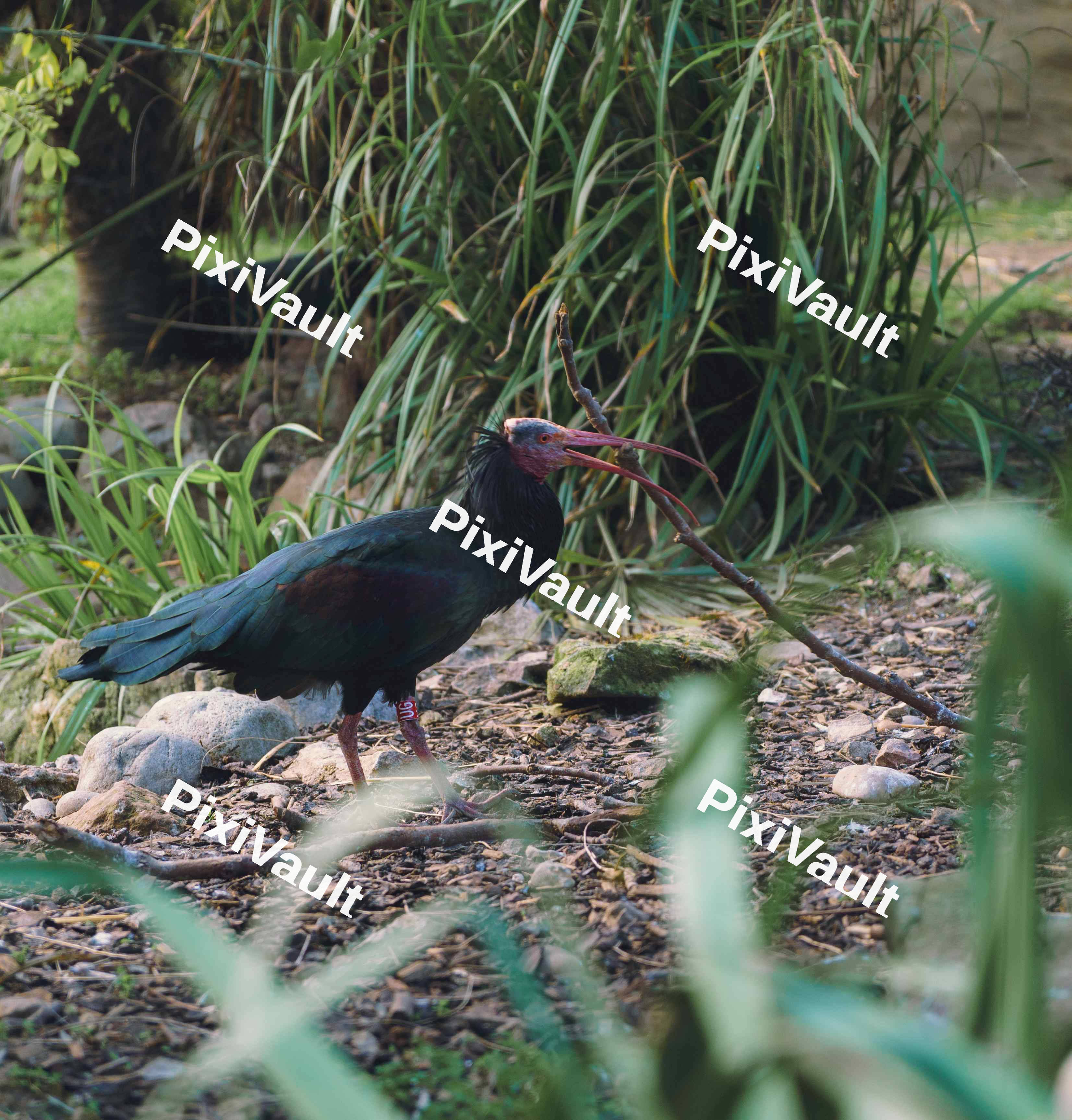Northern Bald Ibis